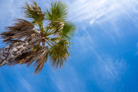 Palm tree against a blue sky with copy space. Summer background.