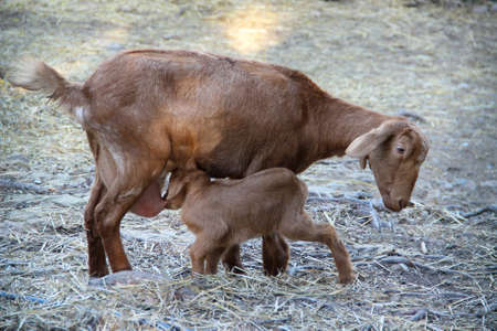 Goat suckling her calf outdoorsの写真素材