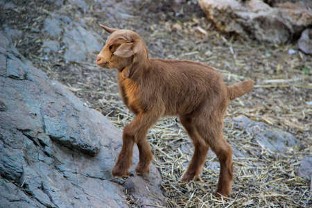 Brown baby goat walking and climbing up rocksの写真素材