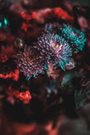 Red, blue and purple flowersの写真素材