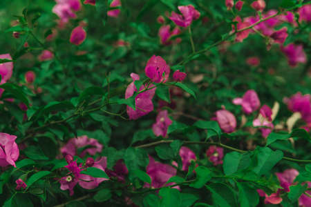 Bougainvillea flower