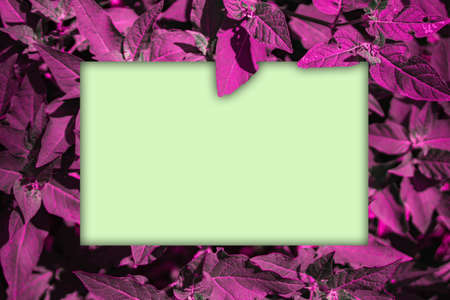 Purple flowers frameの写真素材