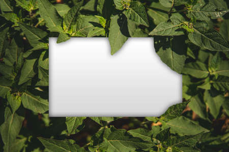 Green leaves frame