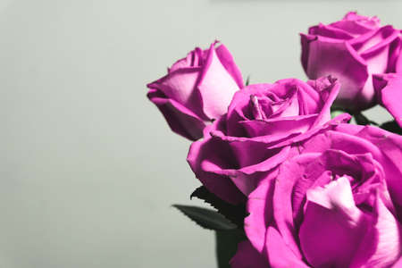 Beautiful purple flowers, with background to place text or imagesの写真素材