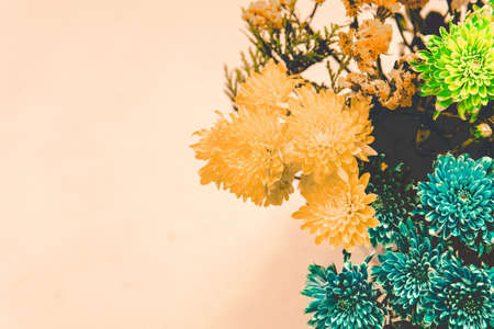 Chrysanthemums, with space to place textの写真素材