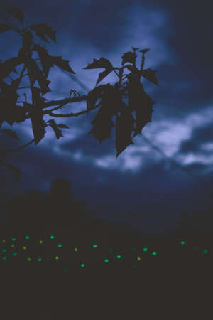 Fireflies in a sunsetの写真素材