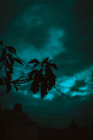 Tree and sunsetの写真素材