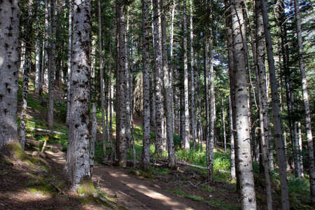 The magical Gerda forestの写真素材