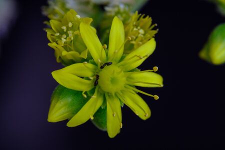 Macro photography. Two ants looking for food on top of a small yellow flower.の写真素材
