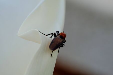 Macro Photography. Closeup of an insect on lily petal about to fly away.の写真素材