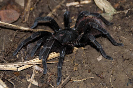 tarantula