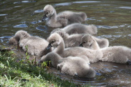 Black Swansの写真素材