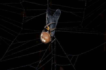Spider with dragonfly as mealの写真素材