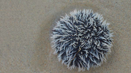 Top view of Sea urchin -Erizo Egg Of India- (Tripneustes ventricosus) in the beach in Aguja Island, Las perlas / Panamaの写真素材