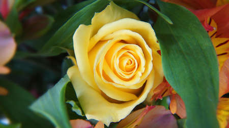 Close up of ecuadorian yellow roseの写真素材