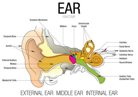 EAR ANATOMY with parts name - Vector imageのイラスト素材