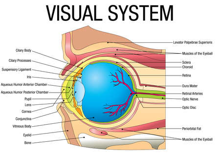 Chart of VISUAL SYSTEM with parts name - Vector imageのイラスト素材
