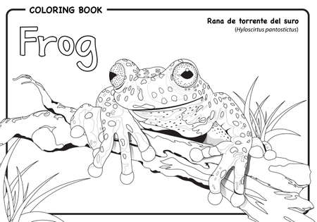 Frog (Hyloscirtus pantostictus) on white background - Coloring bookのイラスト素材