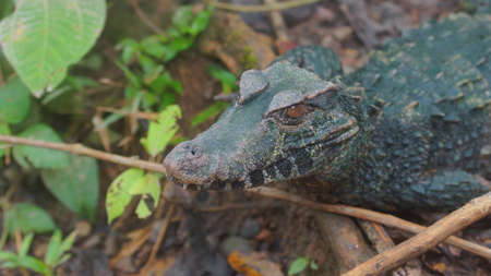 Top view of Narrow-snouted Spectacled Caiman. Common names: Caiman de anteojos. Scientific name:...