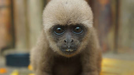 Curious baby Chorongo monkey looking at the camera very close to the lens. Common names: Woolly...