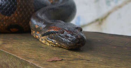 Approach to the head of the Anaconda on a wooden log. Scientific name: Eunectes murinusの写真素材