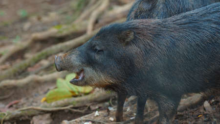Profile view of peccary pig. Common names: Sacha Kuchi, Pecara white-lipped, sajino Puerco,...