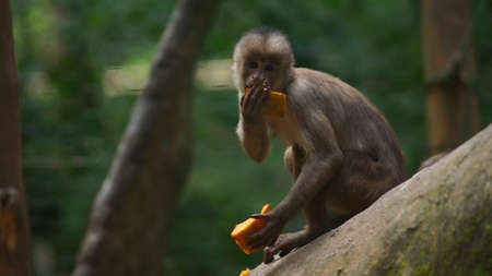 White-fronted capuchin eating papaya. Common names: capuchin monkey. Scientific name: white-fronted capuchinの写真素材