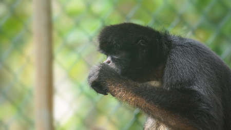 Ecuadorian Spider Monkey eating. Common names: spider monkey, spider monkey. Scientific name: Ateles...