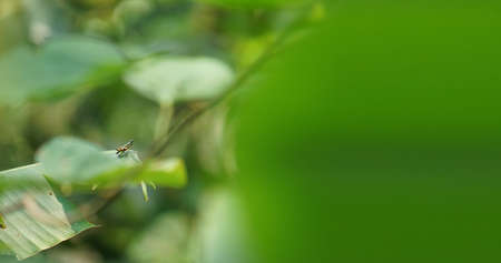 Cricket on a green leaf surrounded by green leaves. Nature backgroundの写真素材