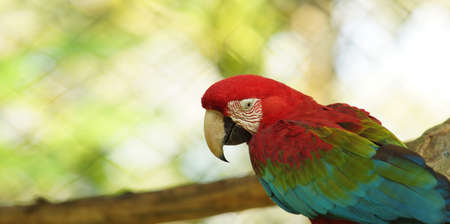 Caged macaw in Ecuadorian amazon. Common names: Guacamayo or Papagayo. Scientific names: Ara chloropteraの写真素材
