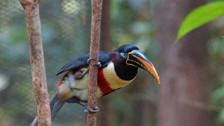 Toucan on a branch in Ecuadorian amazon. Common names: Pichilingo. Scientific name: Pteroglossus castanotisの写真素材