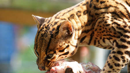 Tigrillo eating a piece of raw meat in Ecuadorian amazon.