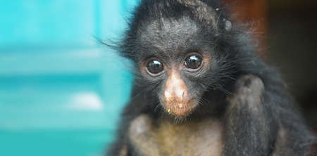 Ecuadorian Spider Monkey baby. Common names: Mono arana, maquisapa. Scientific name: Ateles...