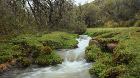 Small river in a forest of Polylepis located in the moor of the Ecological Reserve Los Ilinizas. Ecuadorの写真素材