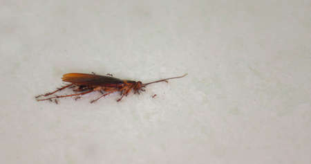 Approach to a large dead cockroach from tropical areas on a white floor with small ants around it...