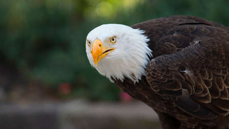 Approach to the head of an Bald Eagle seen from the side facing the camera with the background of unfocused trees. Scientific name: Haliaeetus leucocephalusの写真素材
