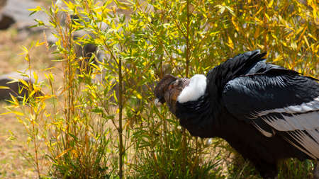 Andean Condor seen in profile walking with green plants background. Scientific name: Vultur gryphus