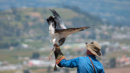 Curyloma, Imbabura / Ecuador - January 27 2019: Black-chested Buzzard-Eagle eating standing on hand...