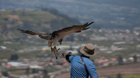 Curyloma, Imbabura / Ecuador - January 27 2019: Falconry trainer launching to fly an Black-chested...