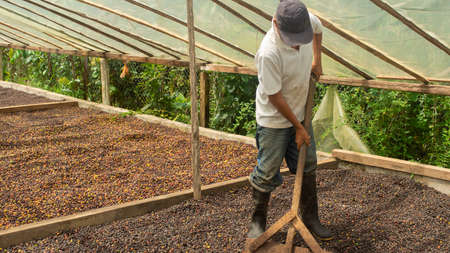 Lago Agrio, Sucumbios / Ecuador - September 2 2020: Farmer with shovel working inside a wooden greenhouse to dry coffee spreading the coffee beansのeditorial素材