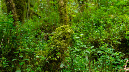 Close-up of a group of green plants covering a dry trunk in the middle of the Andean forest near the...