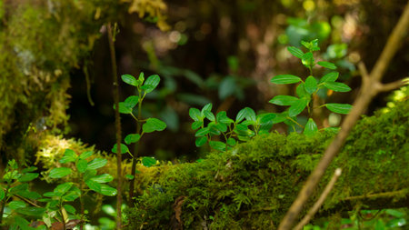 Close-up view of a small green plants growing on top of a trunk full of green moss in the Andean...