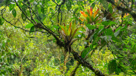 Close-up of a bromeliad growing on a tree branch in the middle of the Andean forest near the city of...