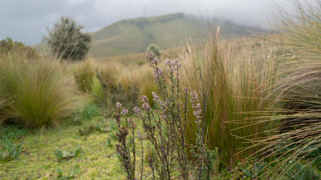 Andean paramo landscape with flowers in the foreground on the slopes of the Pichincha volcano near the city of Quito on a very cloudy dayの写真素材