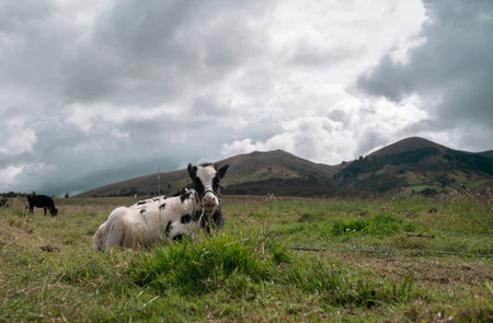 Calf sitting in the foreground grazing in a green field inside a farm during a cloudy day with a group of cows in the backgroundの写真素材
