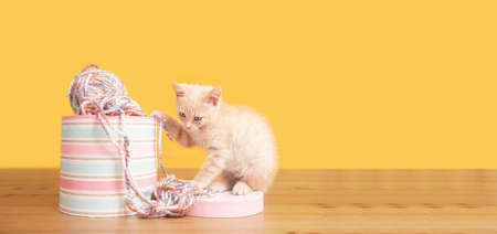 Portrait of cute baby kitten next to a pink box with balls of wool biting and messing up the wool on a wooden table against yellow backgroundの写真素材