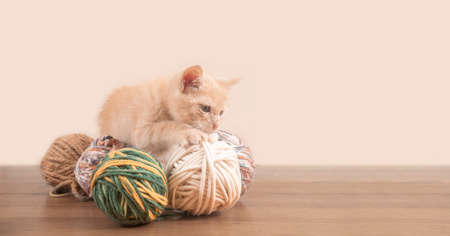 Portrait of cute baby kitten biting and playing with balls of wool of different colors on wooden table against pink backgroundの写真素材
