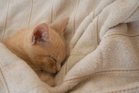 Approach to beautiful light brown baby kitten seen from above sleeping under white sheets on the bed