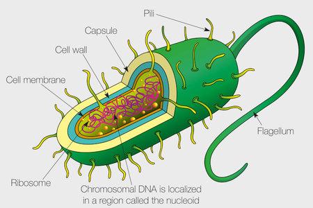 The graphic shows the parts of a bacterium cell with their names on a gray background. vector imagesのイラスト素材