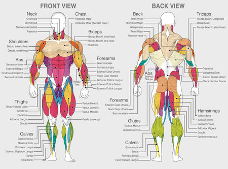 The graphic shows the location of the muscles of the human body with their names on a gray background. vector imagesのイラスト素材